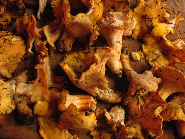 Name:  chanterelles.jpg
Views: 8
Size:  54.4 KB