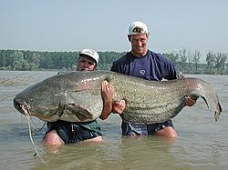 Giant Catfish-catfish.jpg