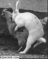 Where Easter Eggs Come From...-30.jpg