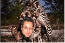 Some sad news about the Zebra....-zoebra2.gif