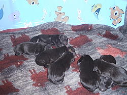 We're having a baby!-pup-002.jpg