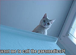 In times like these, you can do things to lighten the mood...-cat-paramedics.jpg