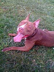 Good Home Needed for Naughty Pitbull-meego2.jpg