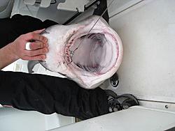 Official: Bass Fishing Thread-shark1.jpg