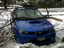 Need Help: My neighbor's tree fell on my car. What to do?-img00230-20110218-1330.jpg