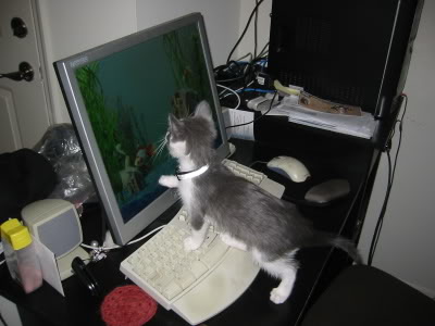 Name:  Kitty6.jpg
Views: 8
Size:  23.5 KB