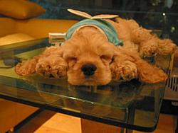 Puppies-cid_image003.jpg