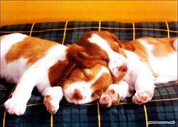 Puppies-cid_image005.jpg