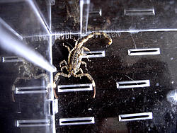 caught 3 scorpions..-dsc01837.jpg