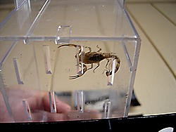 caught 3 scorpions..-dsc01841.jpg