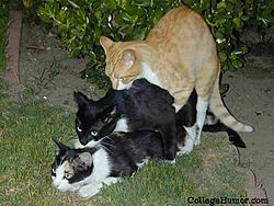 My filth contribution for the week *link warning*-kitty-threesome.jpg