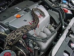 What would you say if I told you a bone stock RSX could kill a Cobra? *graphic*-c2.jpg