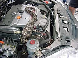 What would you say if I told you a bone stock RSX could kill a Cobra? *graphic*-c3.jpg