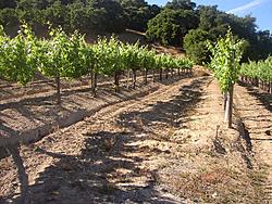 Pacheco Ranch Winery BBQ Meet - Novato - June 5th 2004-pachecoranchmeetvinyardtour3p6060007.jpg