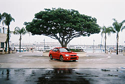 L.A. Coastal Road Trip Pictures-cool-tree.jpg