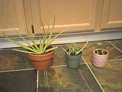 Free:  Aloe Vera Plants!-dsc00070.jpg