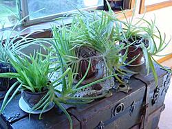 Free:  Aloe Vera Plants!-aole1.jpg