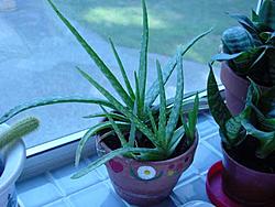 Free:  Aloe Vera Plants!-aole2.jpg