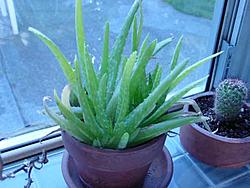 Free:  Aloe Vera Plants!-aole3.jpg