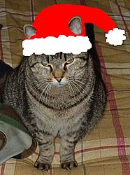 Merry Christmas (angry cat style)-brandyxmas.jpg