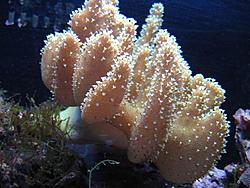 GT35 STi has a small pee-pee and bacne (also some stuff about aquariums)-img_0004-medium-.jpg