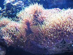 GT35 STi has a small pee-pee and bacne (also some stuff about aquariums)-img_0011-medium-.jpg