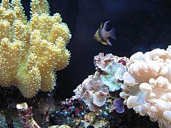 GT35 STi has a small pee-pee and bacne (also some stuff about aquariums)-img_0042-medium-.jpg