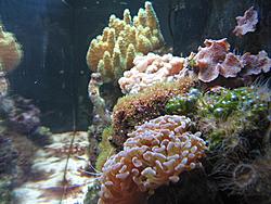 GT35 STi has a small pee-pee and bacne (also some stuff about aquariums)-img_0019-medium-.jpg